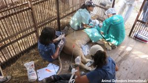 14_adi_mahla_microchipped