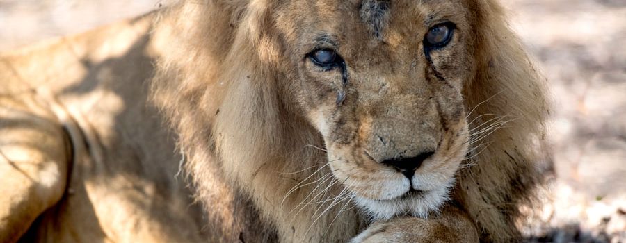 Rescuing just one abused circus lion is no easy task. Imagine promising to care for no fewer than 33 of the predators – for life. Janine Stephen catches up with the big cats rescued from South America, and their carer, Savannah Heuser.