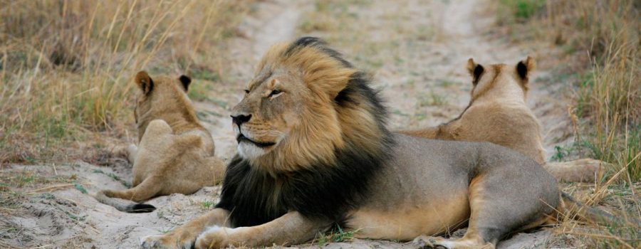 Because South Africa was unable to demonstrate the conservation value of canned lion hunting, the United States last week banned the import of all trophies from captive lion hunts in the country.