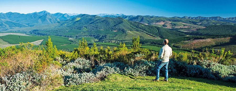 Few visitors venture off the beaten N2 into Knysna’s rainforest. Justin Fox opts for the Forest Timber Camping Decks at Diepwalle over the Garden Route’s tourist glitz.