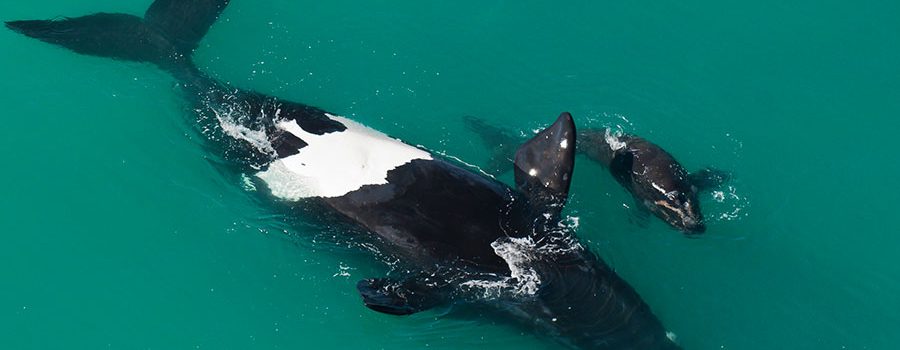 You may have noticed, particularly if you are local to the coastal areas of South Africa, a decline in whale sightings. Here’s why ...
